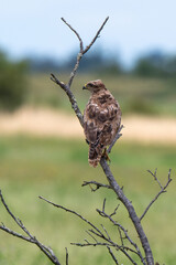 Buse variable,Buteo buteo, Common Buzzard