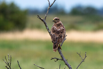 Buse variable,
Buteo buteo, Common Buzzard