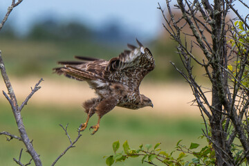 Buse variable,
Buteo buteo, Common Buzzard