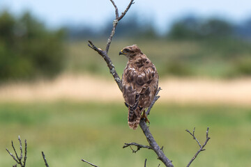 Buse variable,
Buteo buteo, Common Buzzard