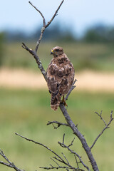 Buse variable,Buteo buteo, Common Buzzard