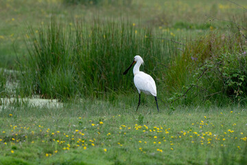 Fototapeta premium Spatule blanche, Platalea leucorodia, Eurasian Spoon