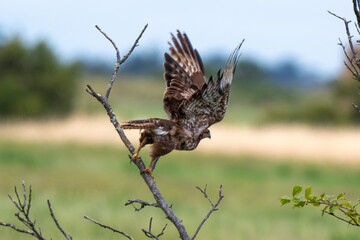 Buse variable,Buteo buteo, Common Buzzard