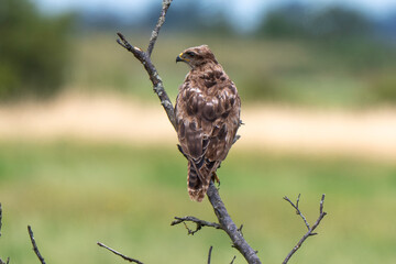 Buse variable,
Buteo buteo, Common Buzzard