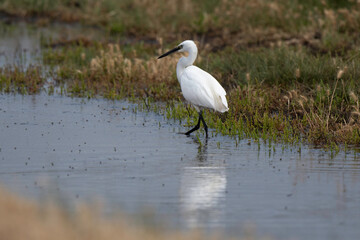 Aigrette garzette, Egretta garzetta, Little Egret,