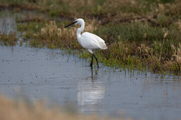 Aigrette garzette, Egretta garzetta, Little Egret,