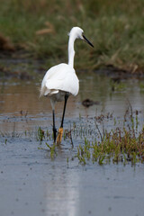 Aigrette garzette, Egretta garzetta, Little Egret,