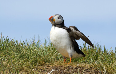 Macareux moine,Fratercula arctica, Atlantic Puffin,