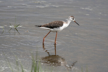 Echasse blanche, jeune, Himantopus himantopus, Black winged Stilt