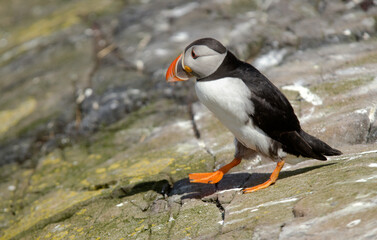 Macareux moine,Fratercula arctica, Atlantic Puffin,