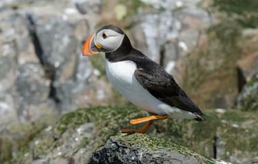 Macareux moine,Fratercula arctica, Atlantic Puffin,
