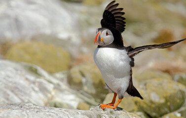 Macareux moine,Fratercula arctica, Atlantic Puffin,