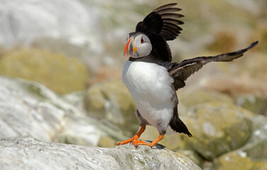 Macareux moine,Fratercula arctica, Atlantic Puffin,