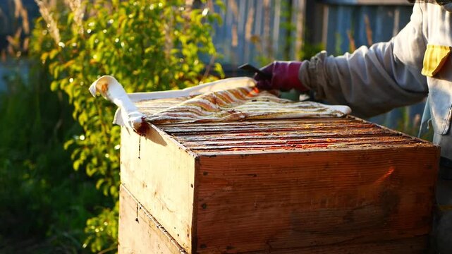 A beekeeper in a protective suit inspects hive frames at an apiary. Video of agriculture, livestock farming, and honey production