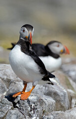 Macareux moine,Fratercula arctica, Atlantic Puffin,