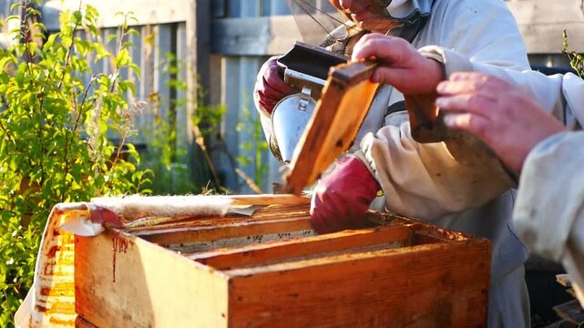 A beekeeper in a protective suit inspects hive frames at an apiary. Video of agriculture, livestock farming, and honey production