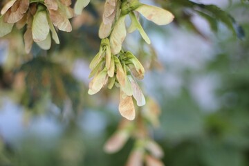 Ash tree seeds autumn coming background photo nature plant