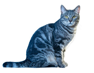 Purebred European Shorthair Cat Three-Quarter Side View, isolated PNG