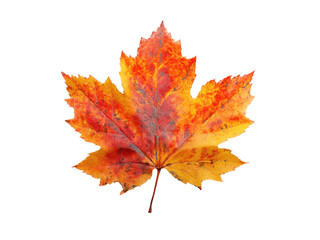 Fototapeta premium Vibrant maple leaf with autumn colors and natural edge fall seasonal, Isolated, Png Transparent Background