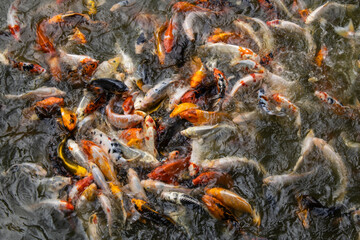 Top view of colorful decorative carp swimming in a pond