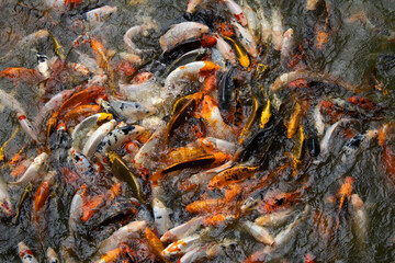 Colorful koi fish swimming in pond water, top view of vibrant ornamental carp gathering together