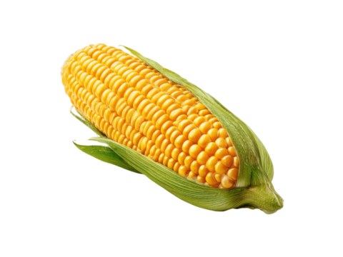 Golden corn cob with green husks kernels yellow, Isolated, Png Transparent Background