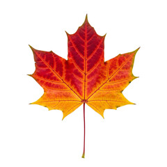Vibrant autumn maple leaf isolated on transparent background