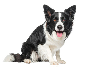 Side-Profile Border Collie Smiling at Camera, isolated PNG