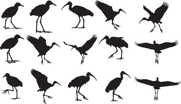 A large collection of Ibis bird silhouettes in various standing, wading, and flying poses, perfect for concepts related to nature, wetland wildlife, and avifauna illustrations