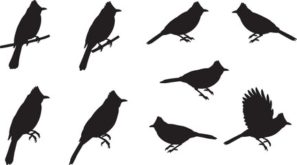 Fototapeta premium Vector silhouettes of northern cardinals in various poses, including perched and a flying cardinal, isolated on a clean white background