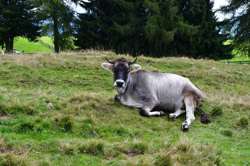 Fototapeta premium Eine Kuh auf einer Weide in Südtirol 