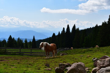 Fototapeta premium Haflinger Pferde auf der Weide am Jenesier Jöchl in Südtirol 
