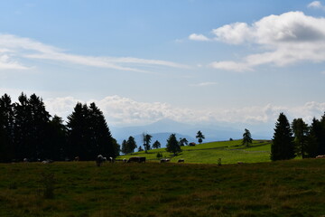 Fototapeta premium Schöne Landschaft am Salten in Südtirol 