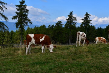 K&uuml;he auf der Weide am Jenesier J&ouml;chl in S&uuml;dtirol 