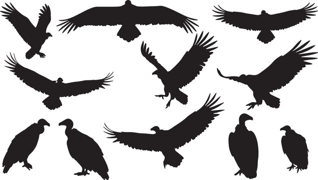 Elegant silhouettes of various vultures in different poses, including flying, perching, and standing, on a clean white background, in vector graphic format