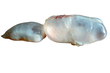 The Swim Bladder of the Carp