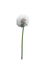 Close-up of a dandelion seed head, pale white, fluffy, on a thin green stem
