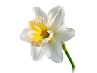 White daffodil with ruffled yellow corona and green stem flower, Isolated, Png Transparent Background