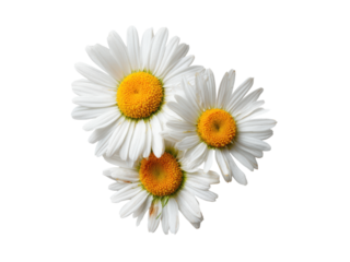 White daisies with bright yellow centers petals nature, Isolated, Png Transparent Background