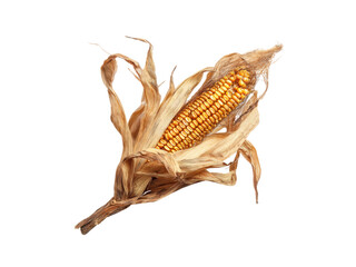 Golden corn cob with dry husks kernels yellow, Isolated, Png Transparent Background