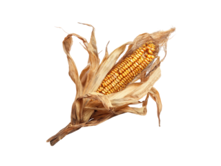 Golden corn cob with dry husks kernels yellow, Isolated, Png Transparent Background