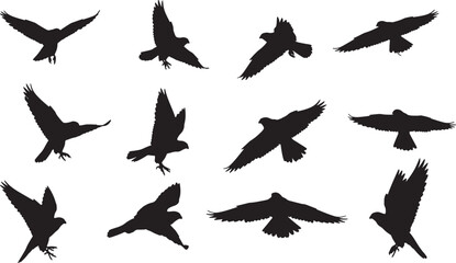 Fototapeta premium Variety of hawk and falcon silhouettes in different flight poses, a collection of predatory birds for graphic design and nature projects