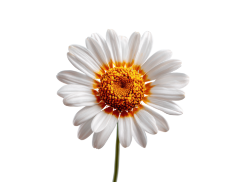 White daisy with orange center isolated on black flower yellow, Isolated, Png Transparent Background