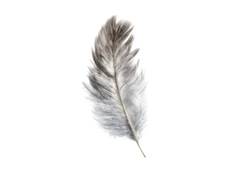 Delicate soft feather with realistic texture and subtle shading image, Isolated, Png Transparent Background
