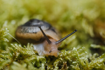 Detailed macro photography of a garden snail exploring it's natural habitat
