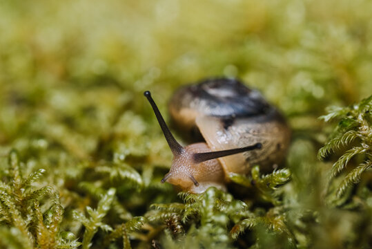 snail on the moss