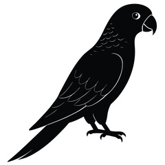 Obraz premium Black Silhouette of a Tropical Parrot with Detailed Plumage Standing Alertly Looking Right