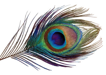 Close-up of a peacock feather, vibrant colors, intricate detail