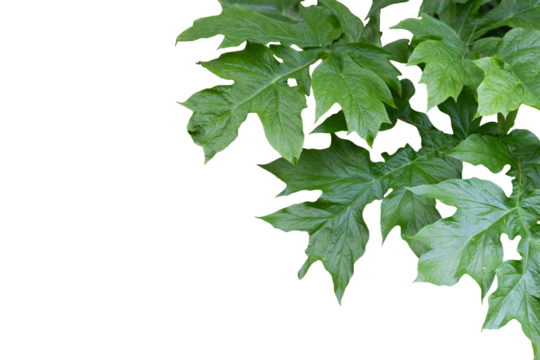 Lush Green Lobed Leaves for Tropical Design