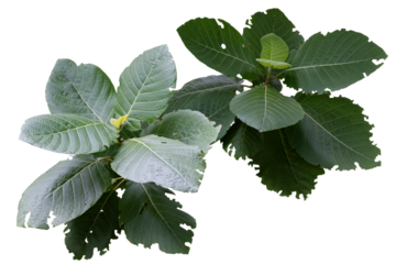 Insect-Damaged Green Leaves isolated on transparency